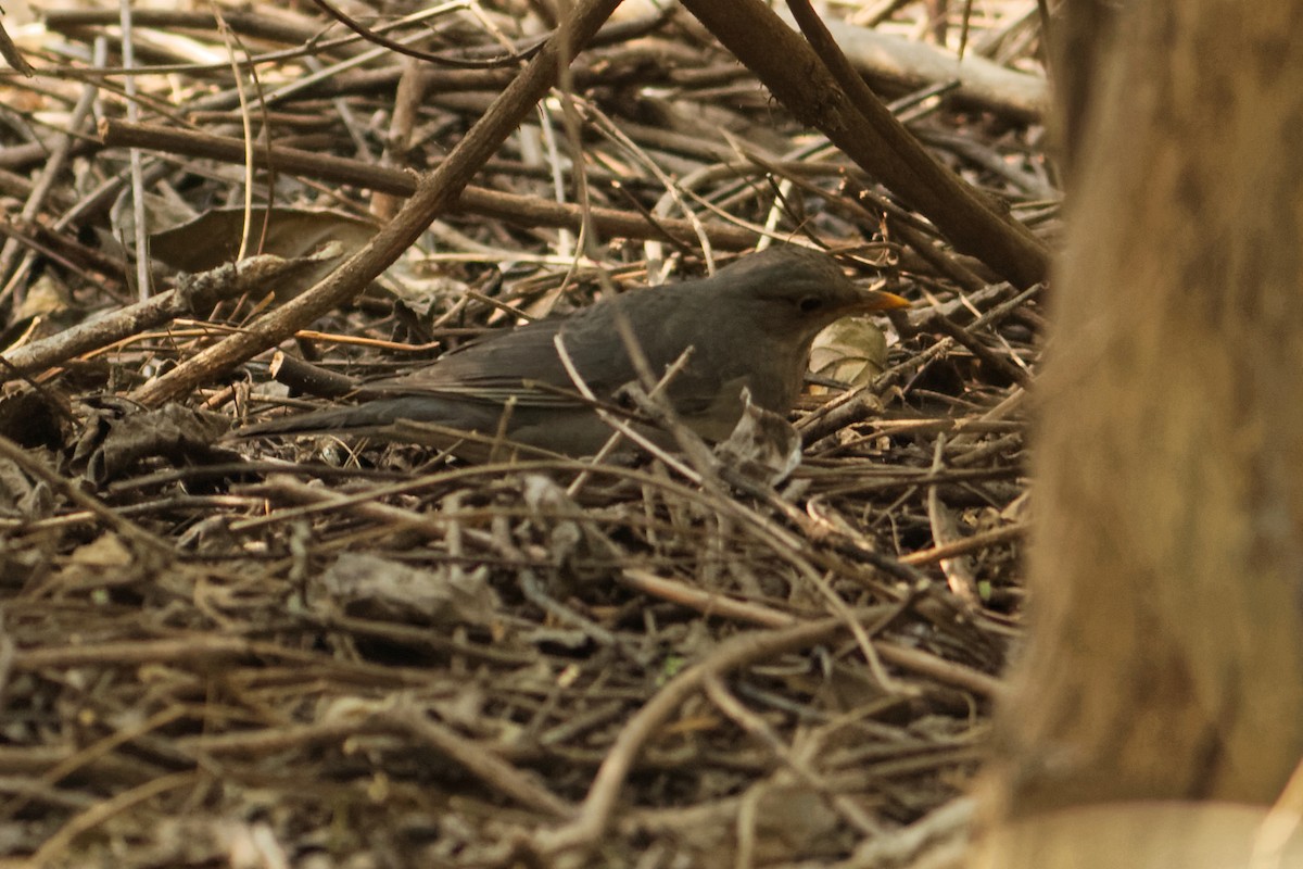 Tickell's Thrush - ML130077071