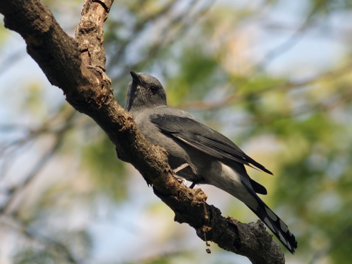 Black-winged Cuckooshrike - ML130077241