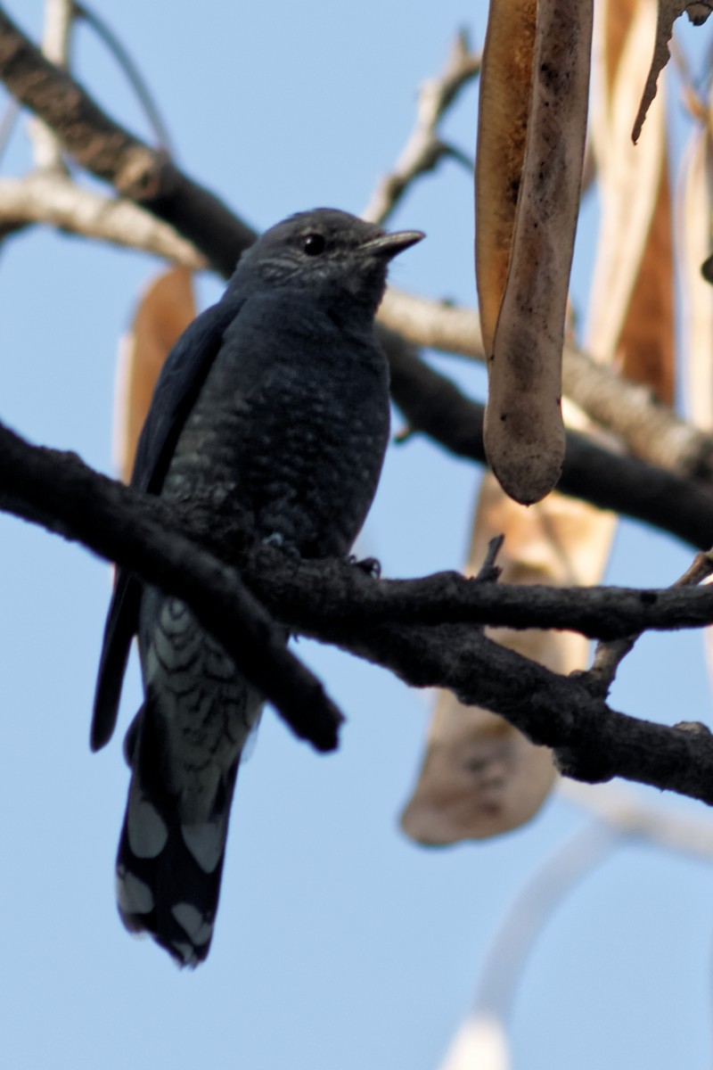 Black-winged Cuckooshrike - ML130077261