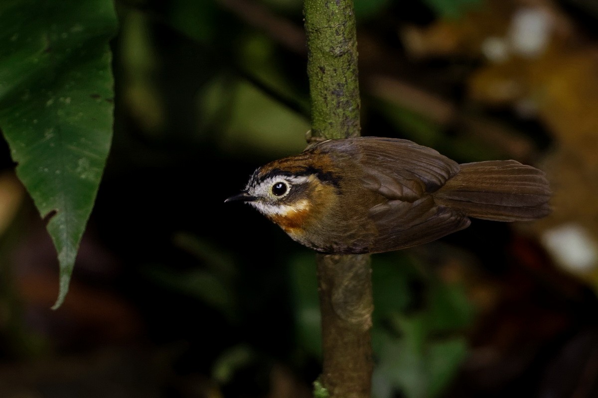 Rufous-throated Fulvetta - Yan Shen