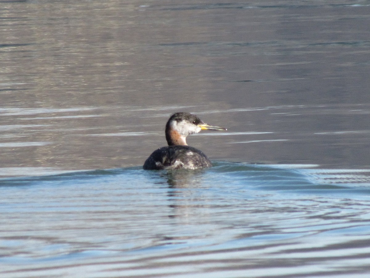 Red-necked Grebe - ML130079731