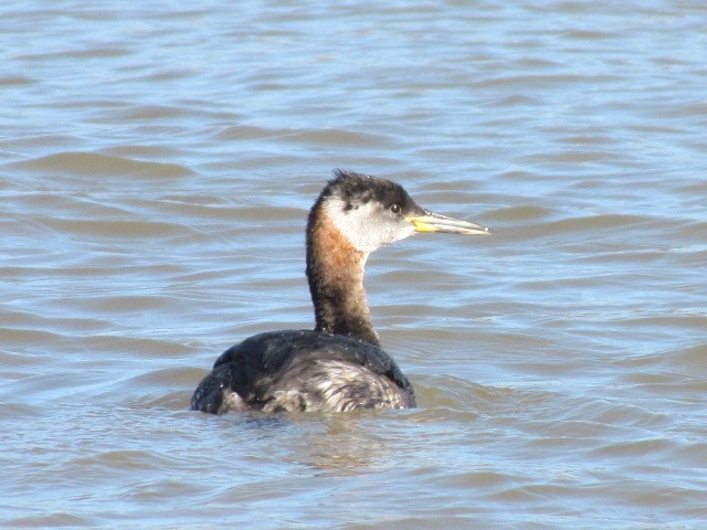 Red-necked Grebe - ML130079791