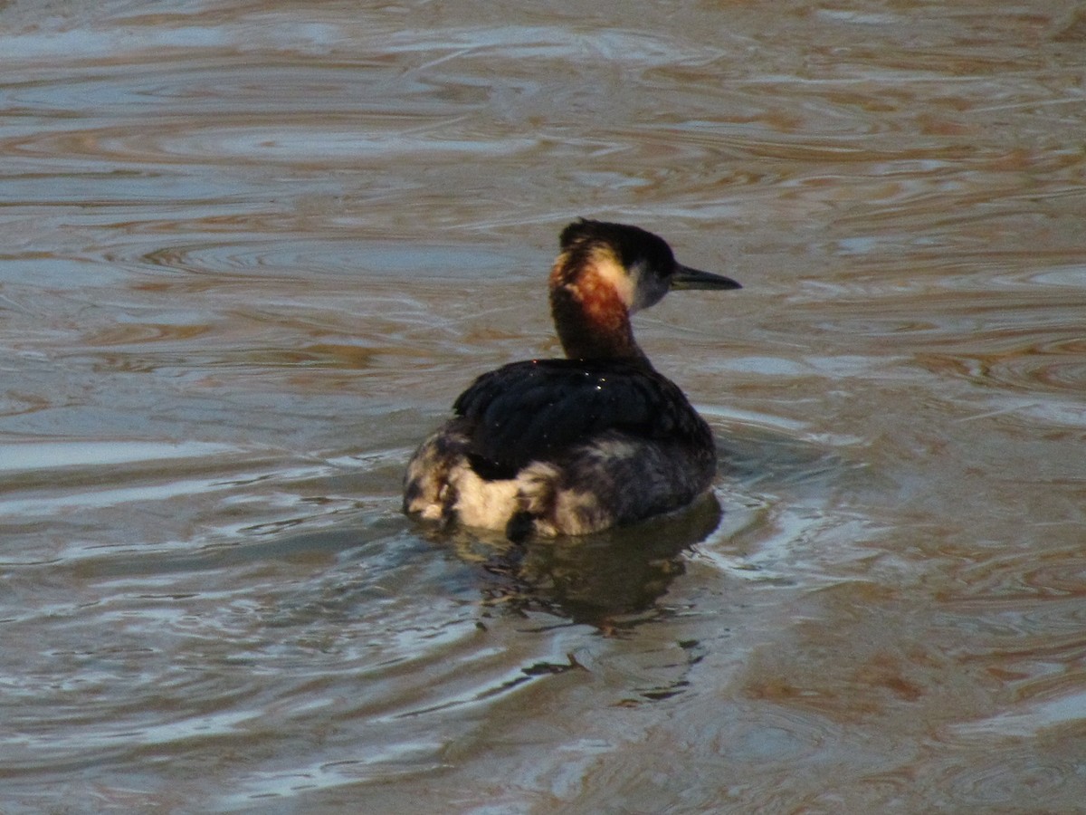Red-necked Grebe - ML130079811