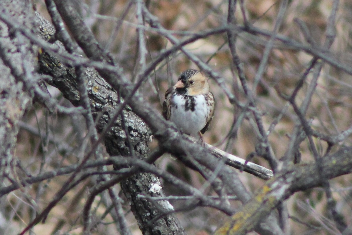 Harris's Sparrow - Oliver Lindhiem