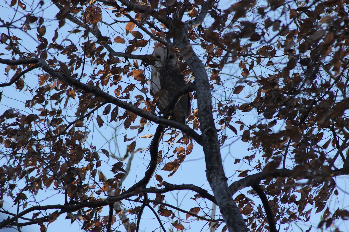 Barn Owl - ML130081811