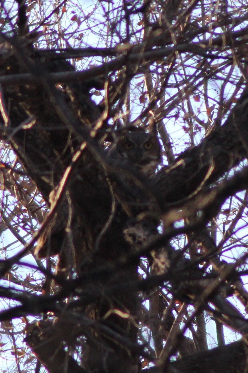 Great Horned Owl - ML130081821