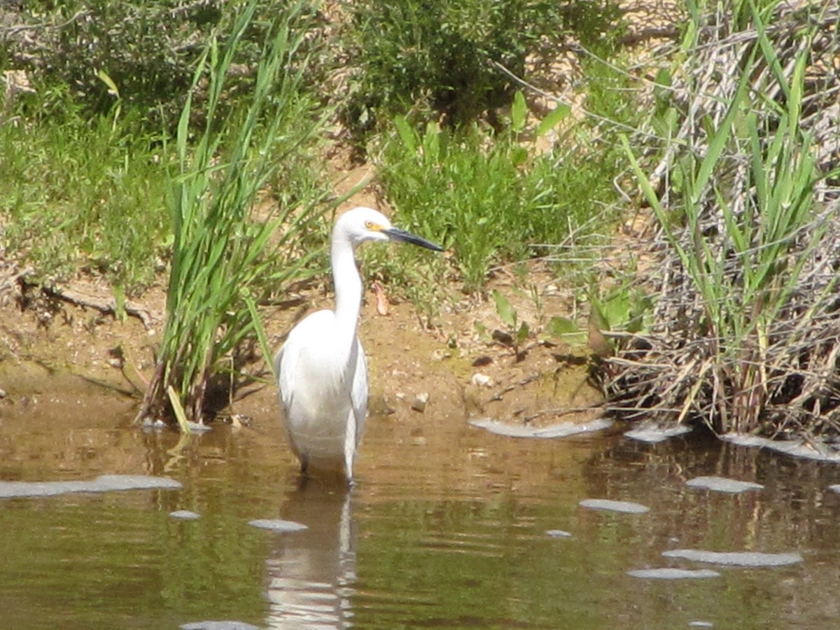 Snowy Egret - Don Weidl