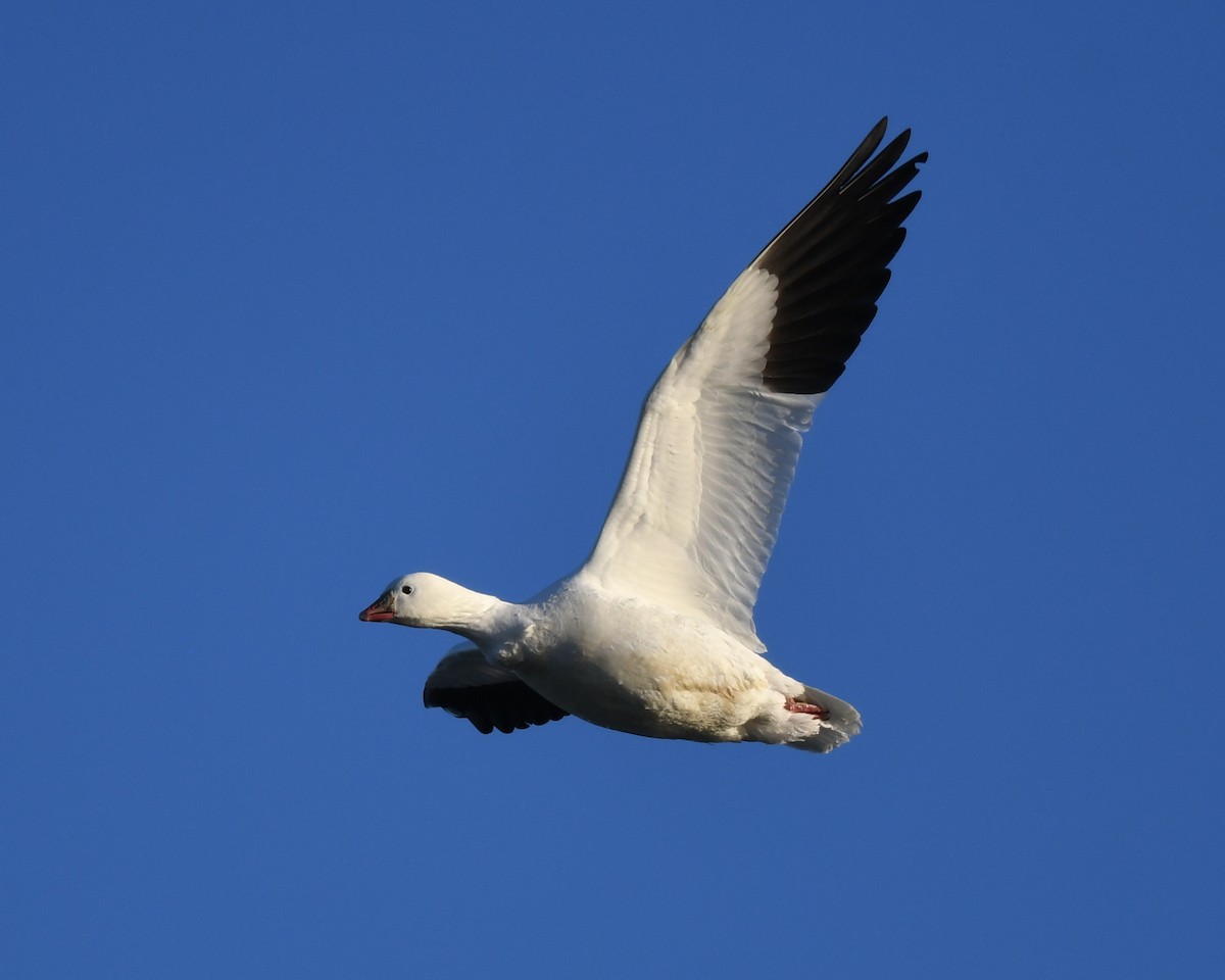 Ross's Goose - Leo McKillop