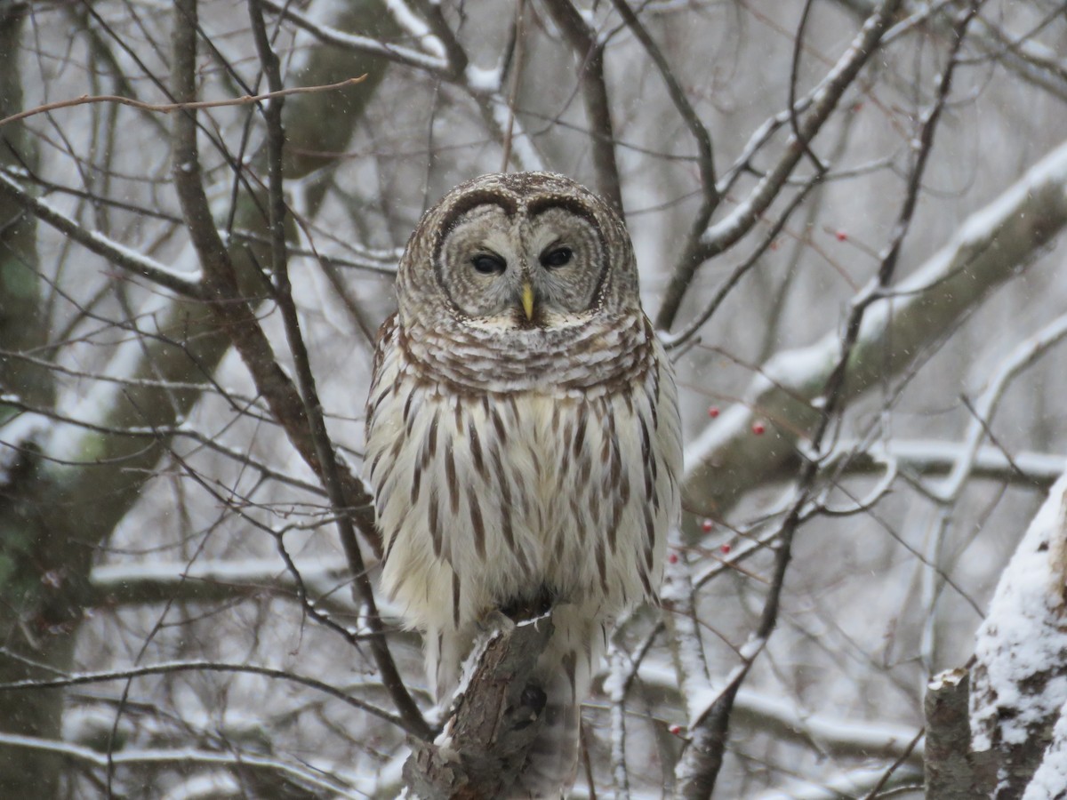 Barred Owl - ML130086581