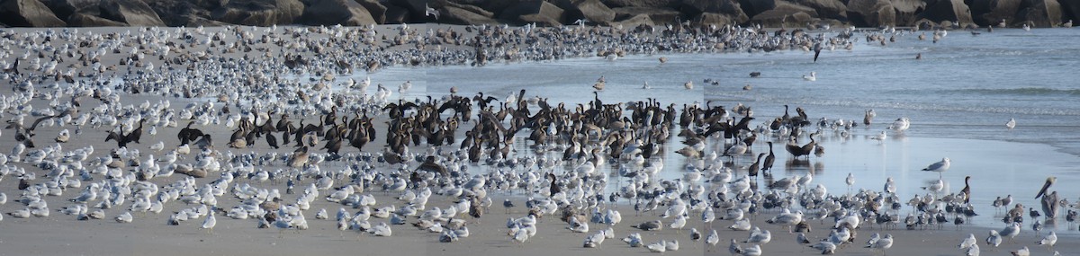 Laughing Gull - ML130086631