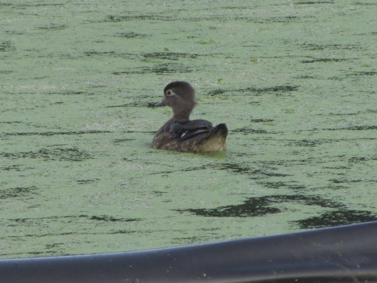 Wood Duck - ML130087411
