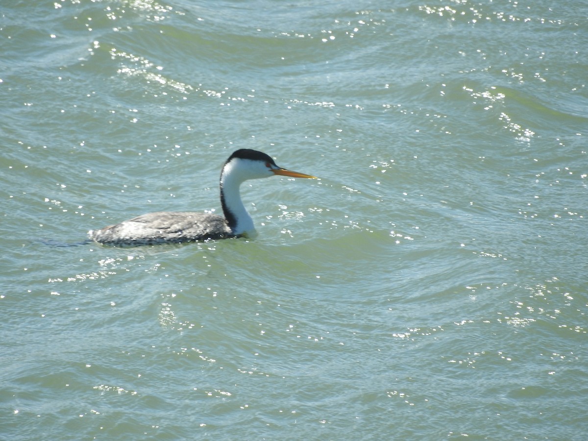 Clark's Grebe - ML130089461