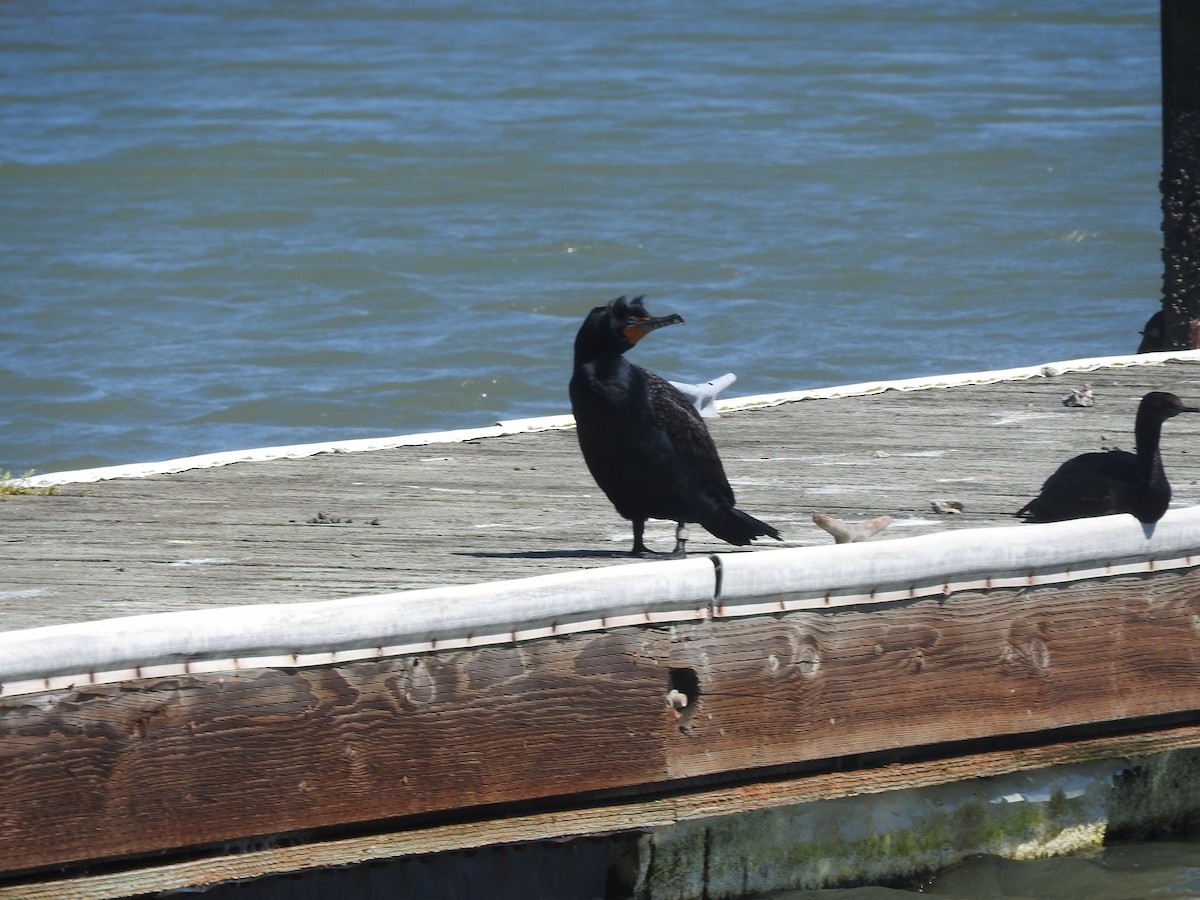 Double-crested Cormorant - Alan MacEachren