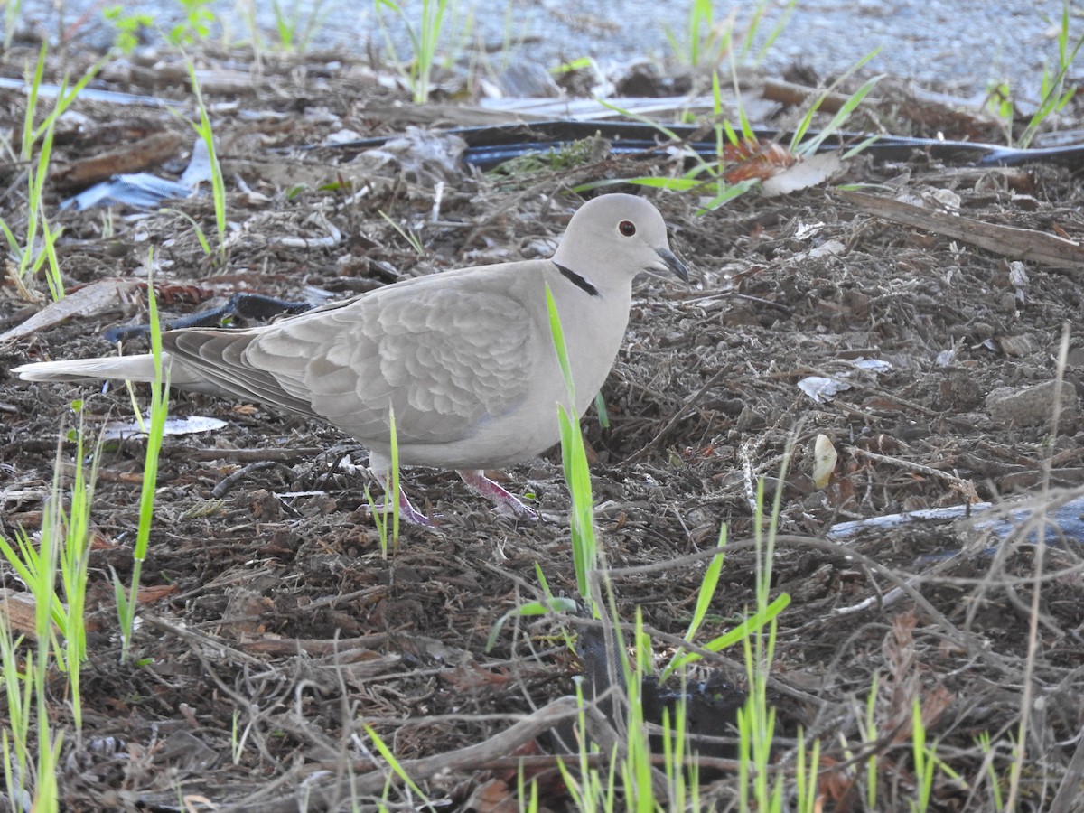 Eurasian Collared-Dove - ML130089481