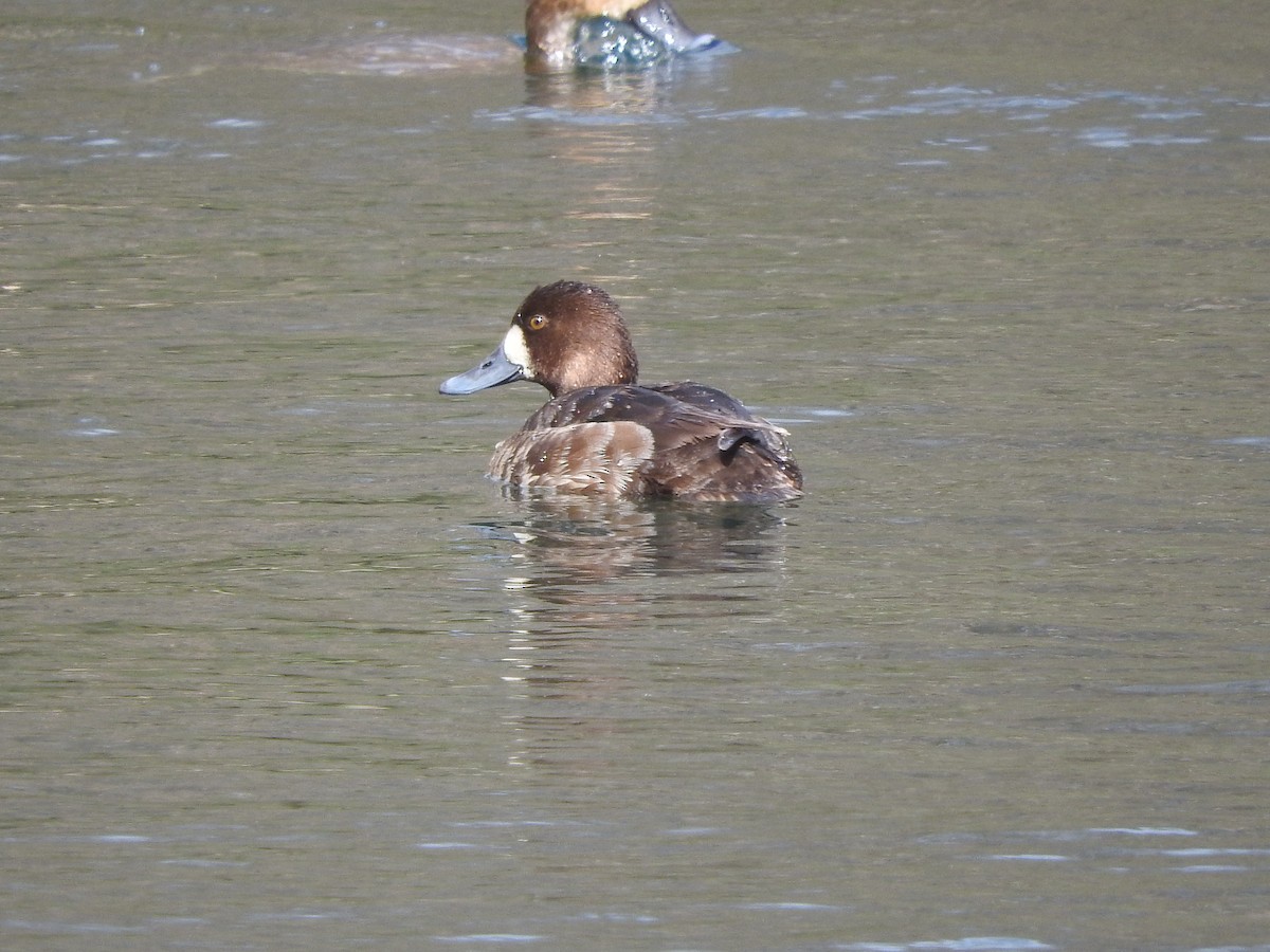 Lesser Scaup - Alan MacEachren