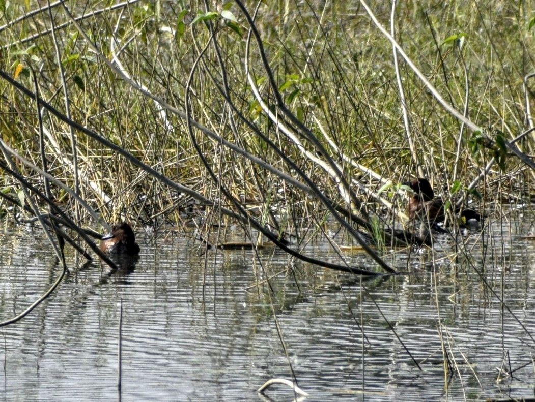 Ferruginous Duck - ML130089711