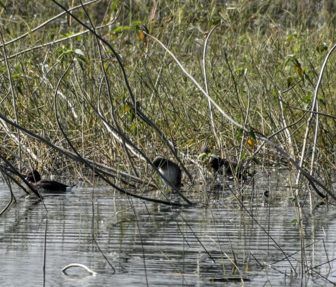 Ferruginous Duck - ML130089751