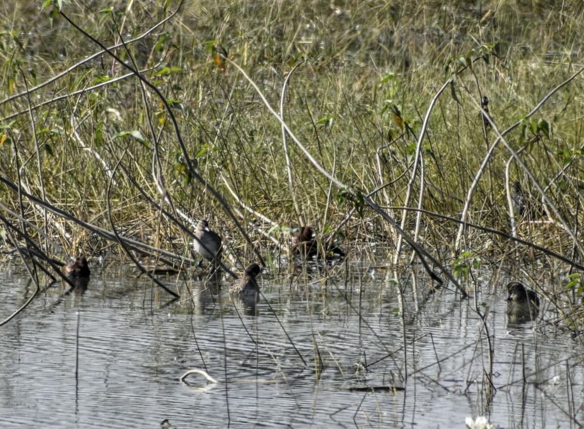 Ferruginous Duck - ML130089791