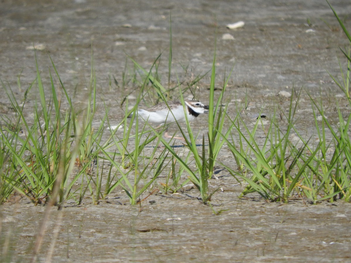 Wilson's Plover - ML130090571