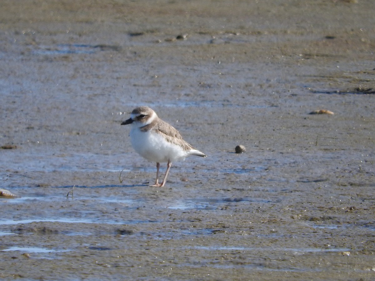 Wilson's Plover - ML130090581