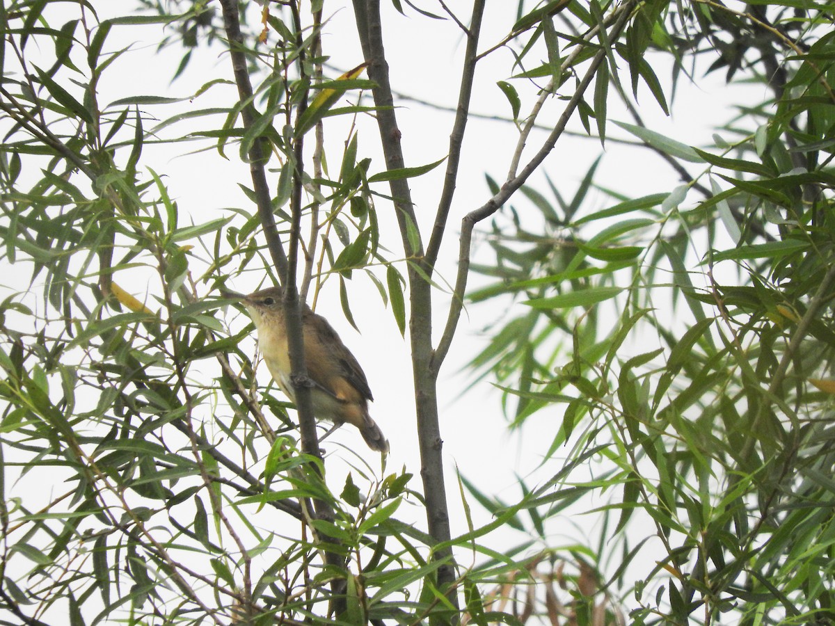 Oriental Reed Warbler - ML130090881