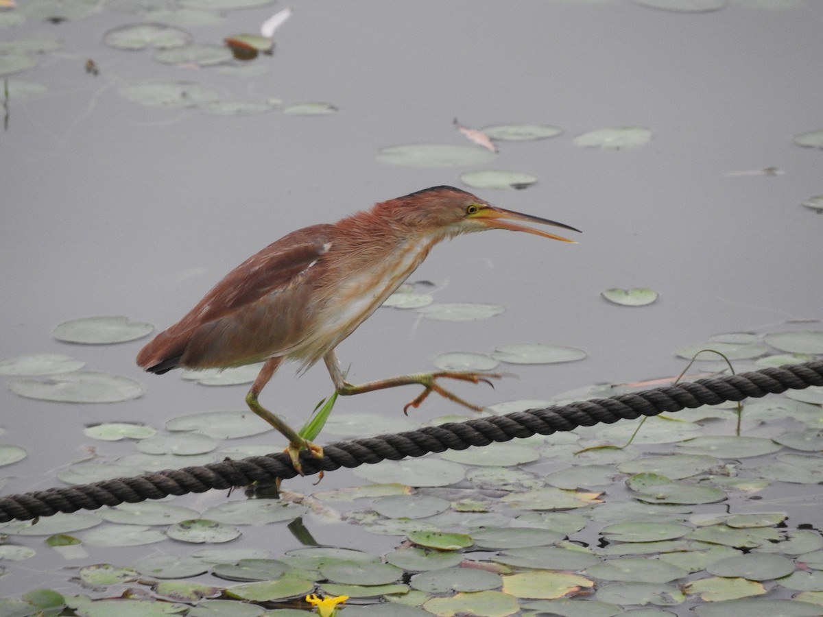 Yellow Bittern - ML130090931