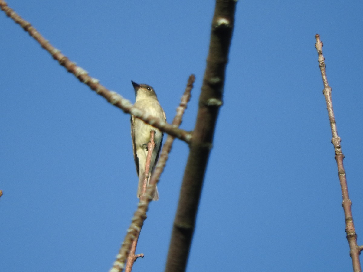 Acadian Flycatcher - Alan MacEachren