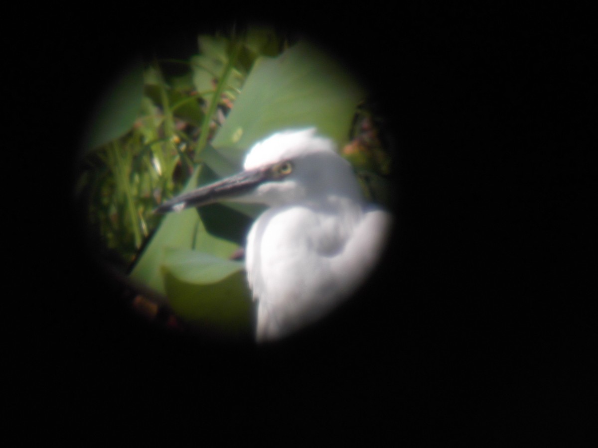 Snowy Egret - ML130092521