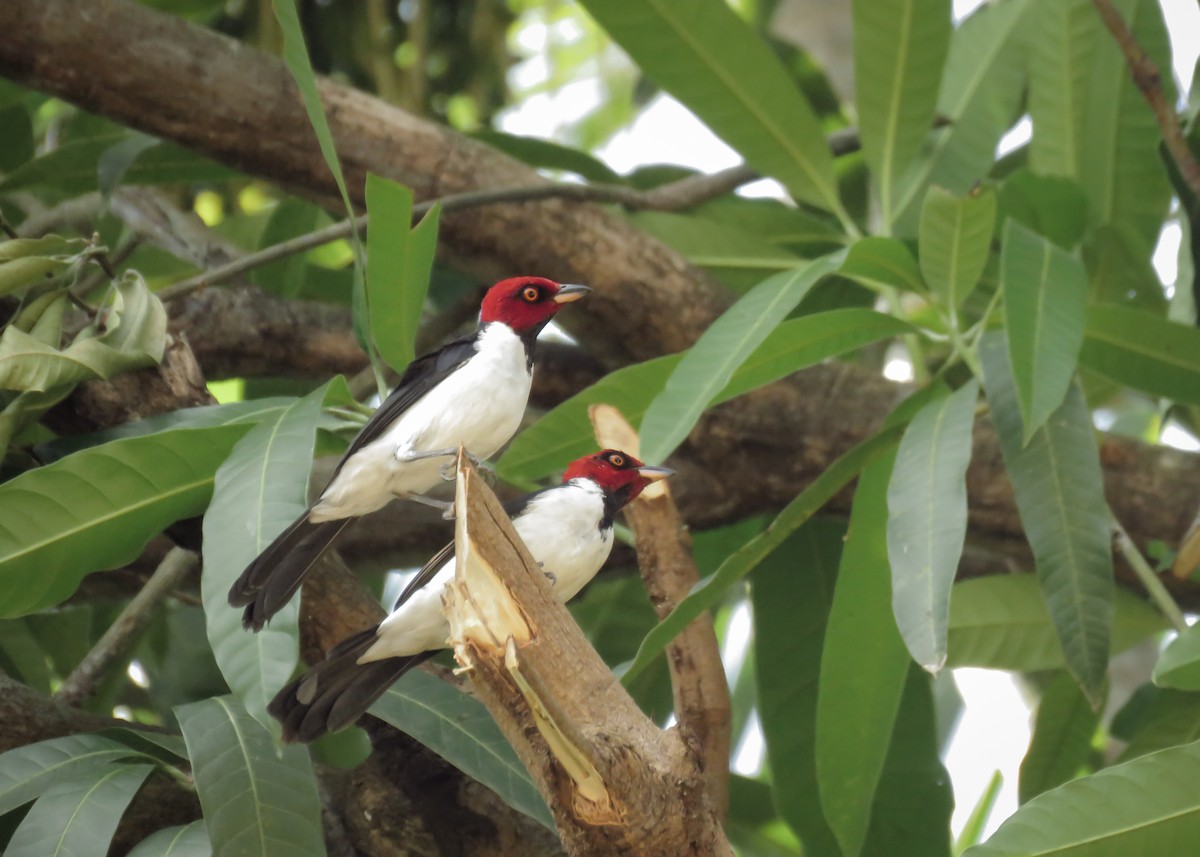 Red-capped Cardinal - Arthur Gomes