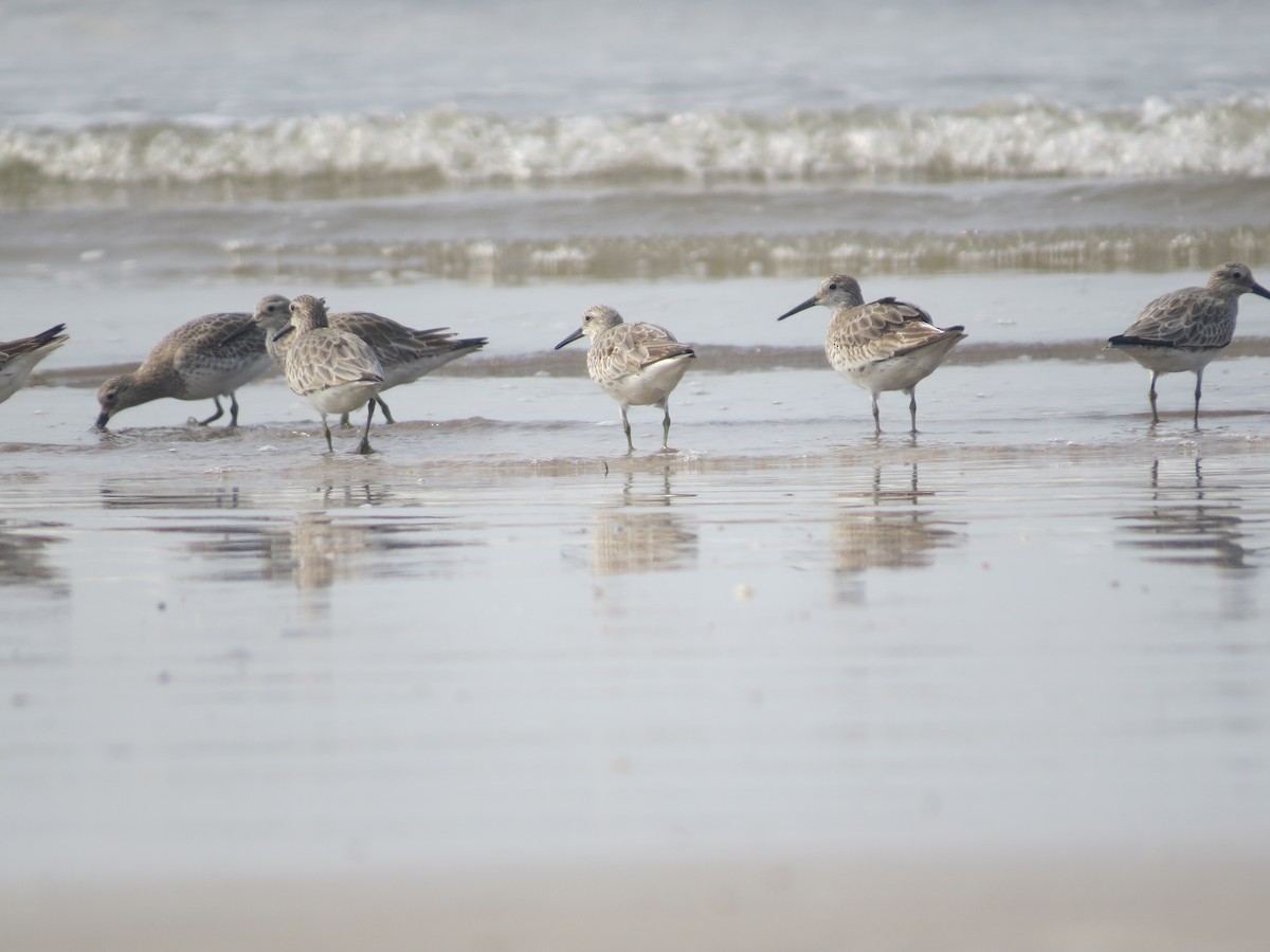 Great Knot - ML130094051