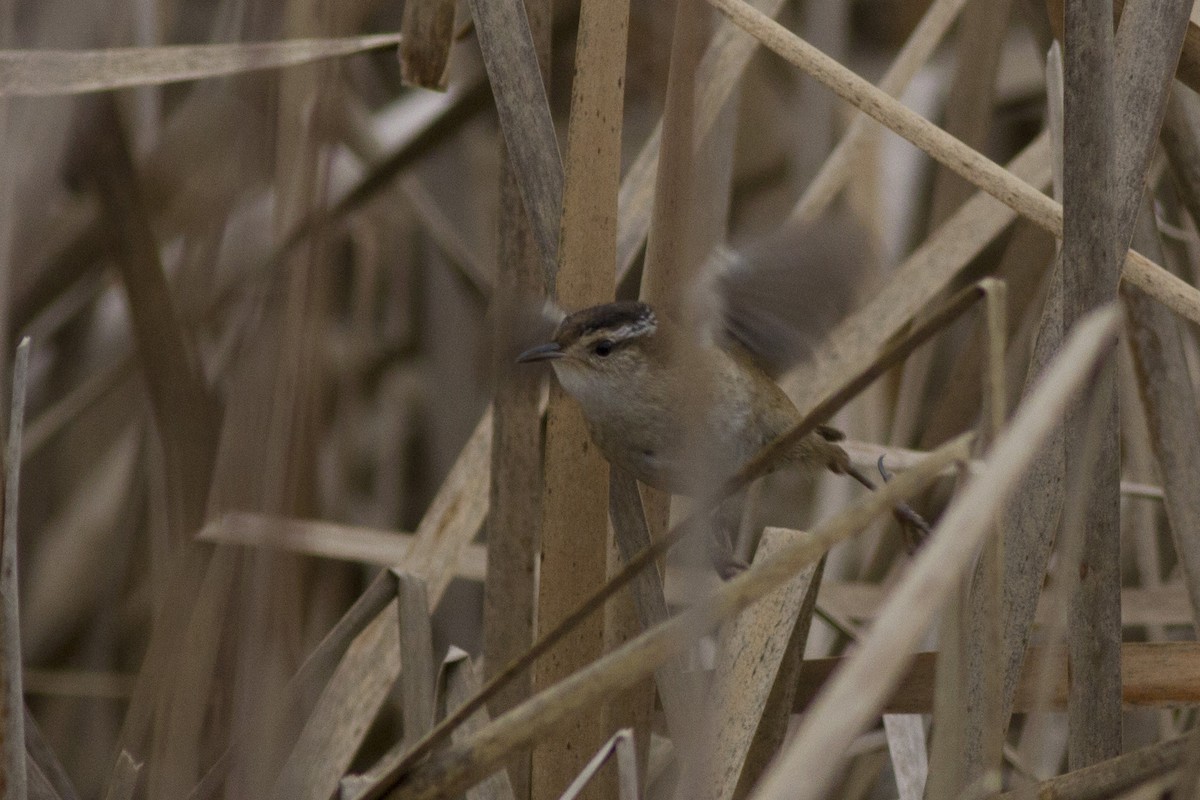 Marsh Wren - ML130095191