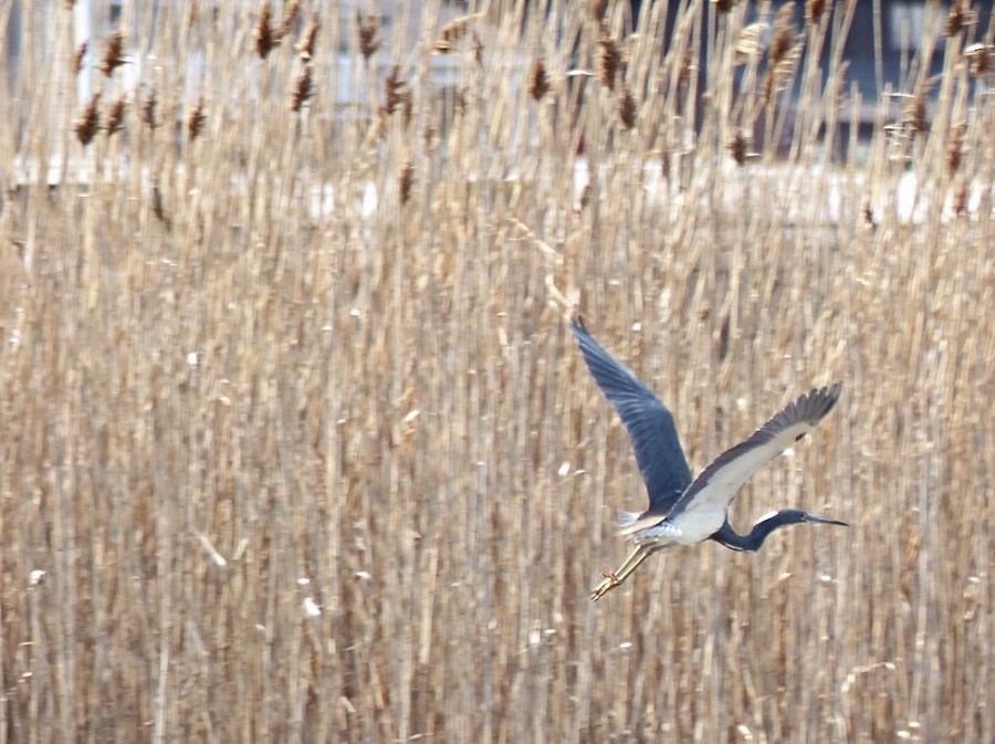 Tricolored Heron - ML130095491