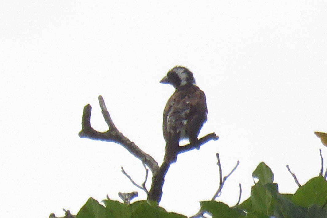 White-eared Barbet - ML130096971