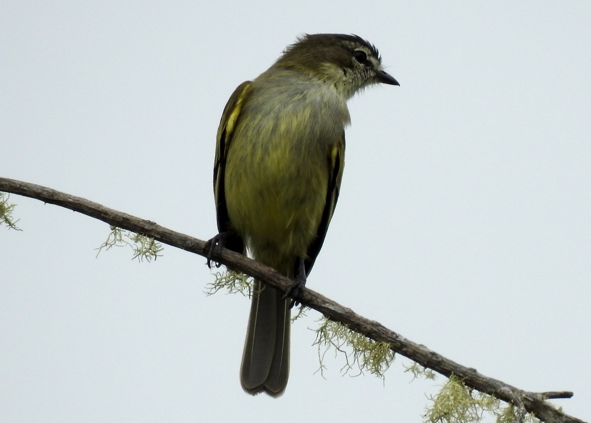 Spectacled Tyrannulet - ML130097081