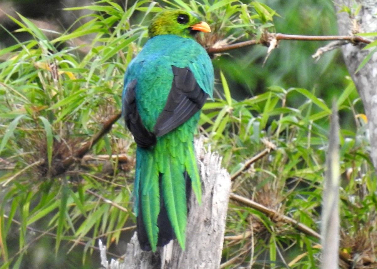 Quetzal Cabecidorado - ML130097111