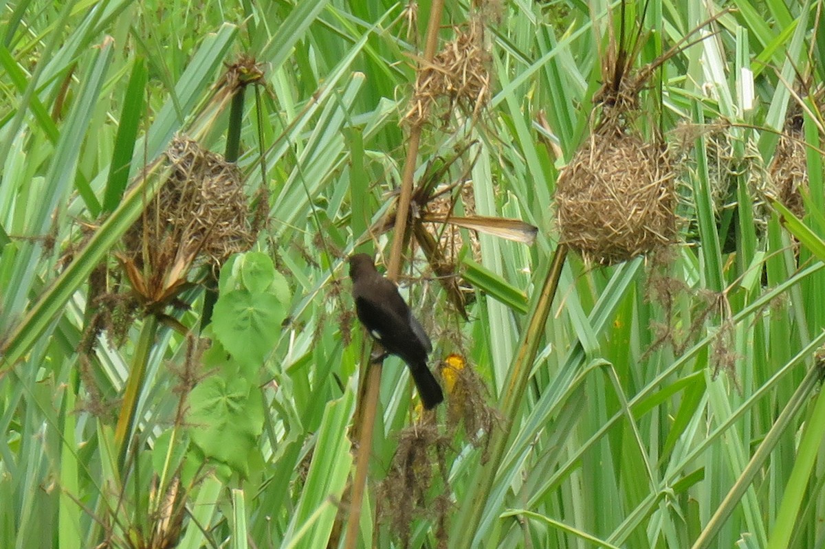 Grosbeak Weaver - Becky Marvil