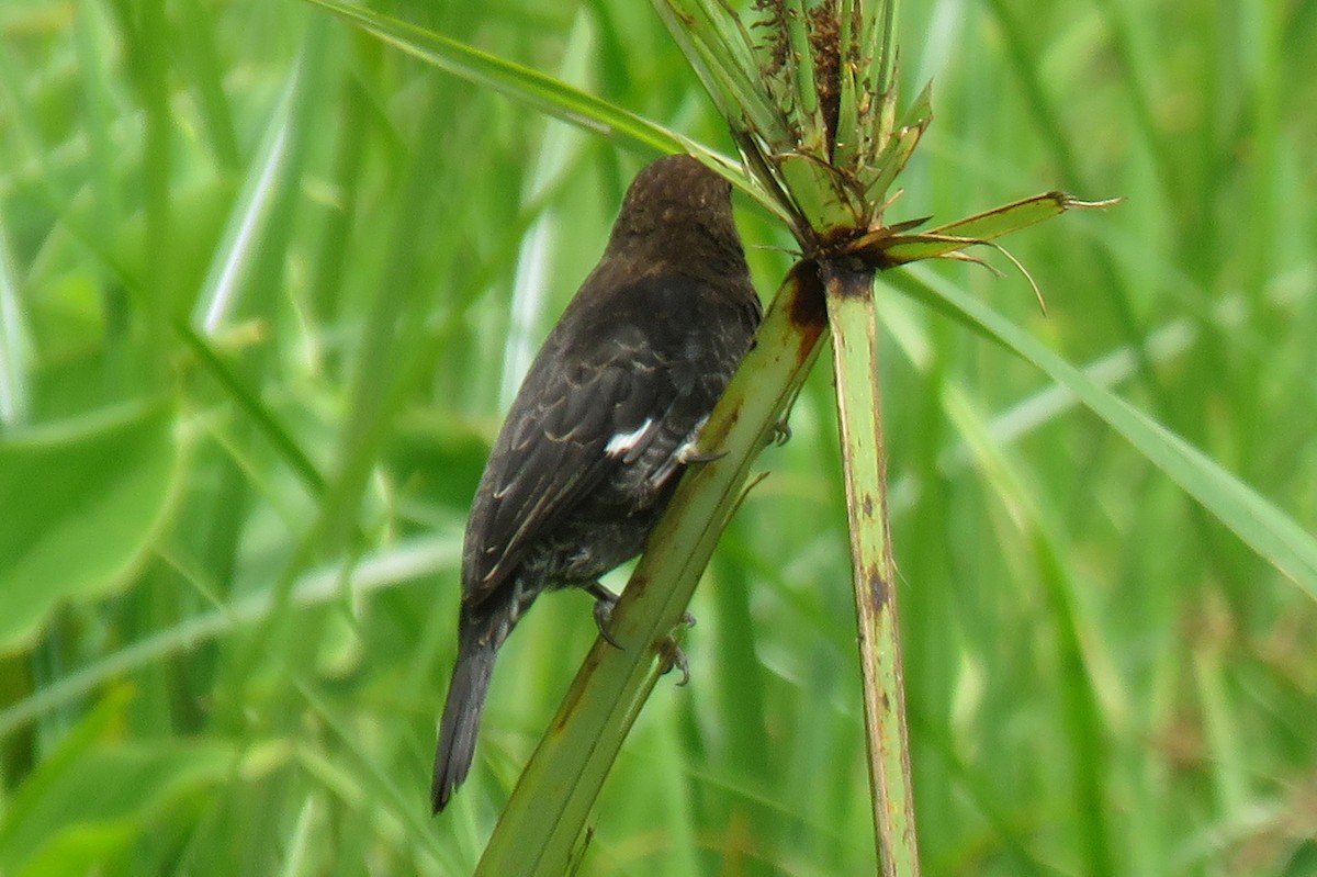 Grosbeak Weaver - ML130097221