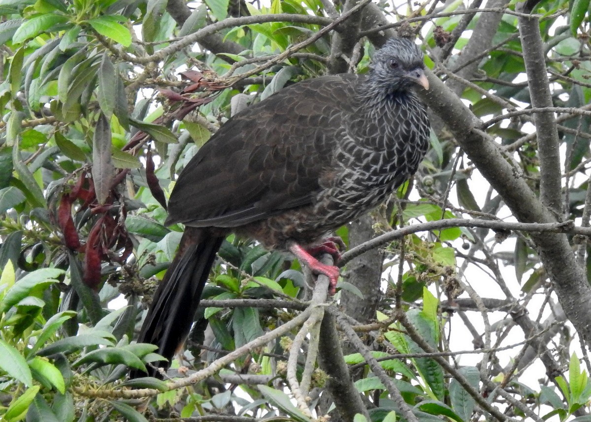 Andean Guan - ML130097261