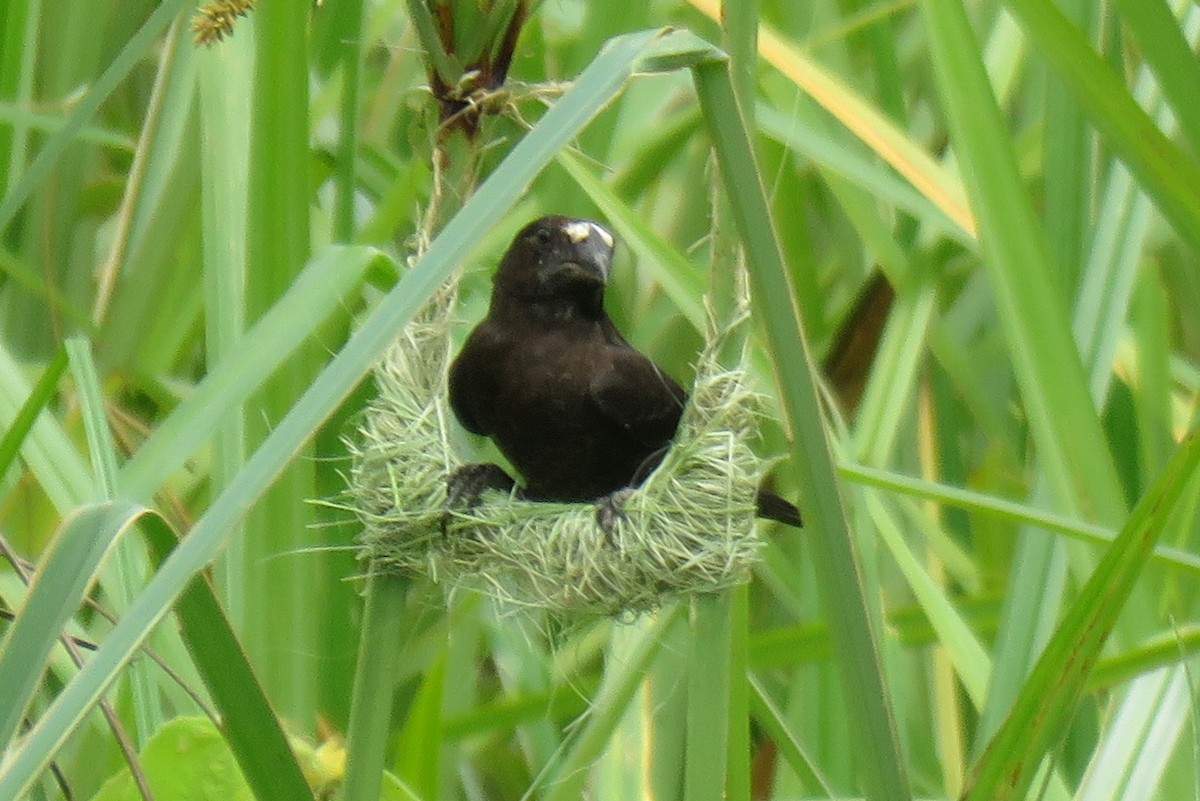 Grosbeak Weaver - ML130097321