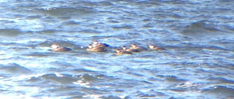 Black Scoter - Paul Senner