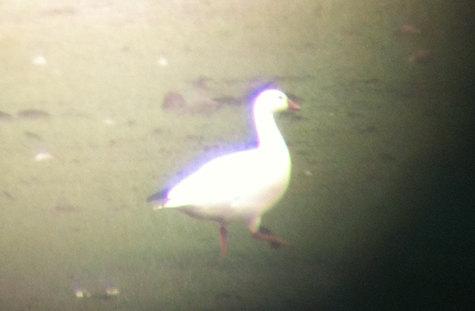 Ross's Goose - ML130097871