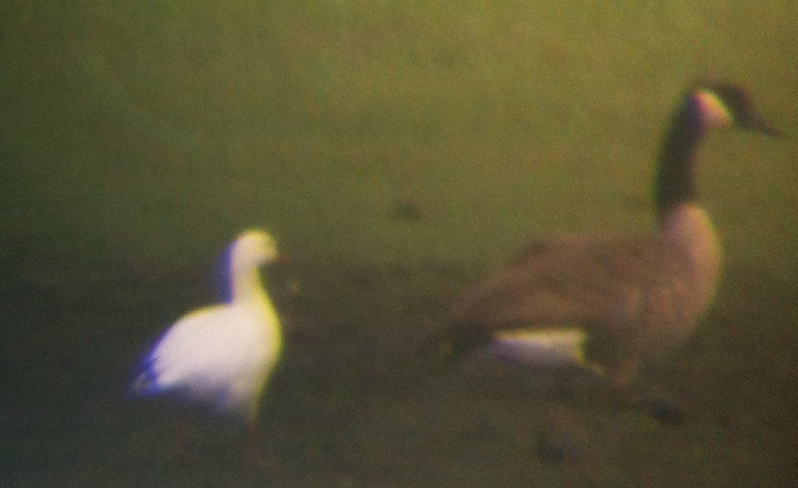 Ross's Goose - ML130097881