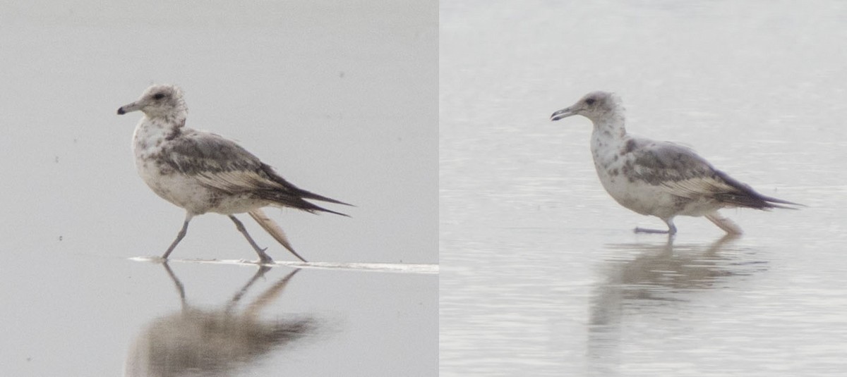 California Gull - ML130098211