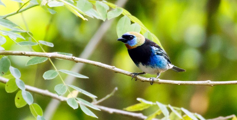 Golden-hooded Tanager - ML130100551