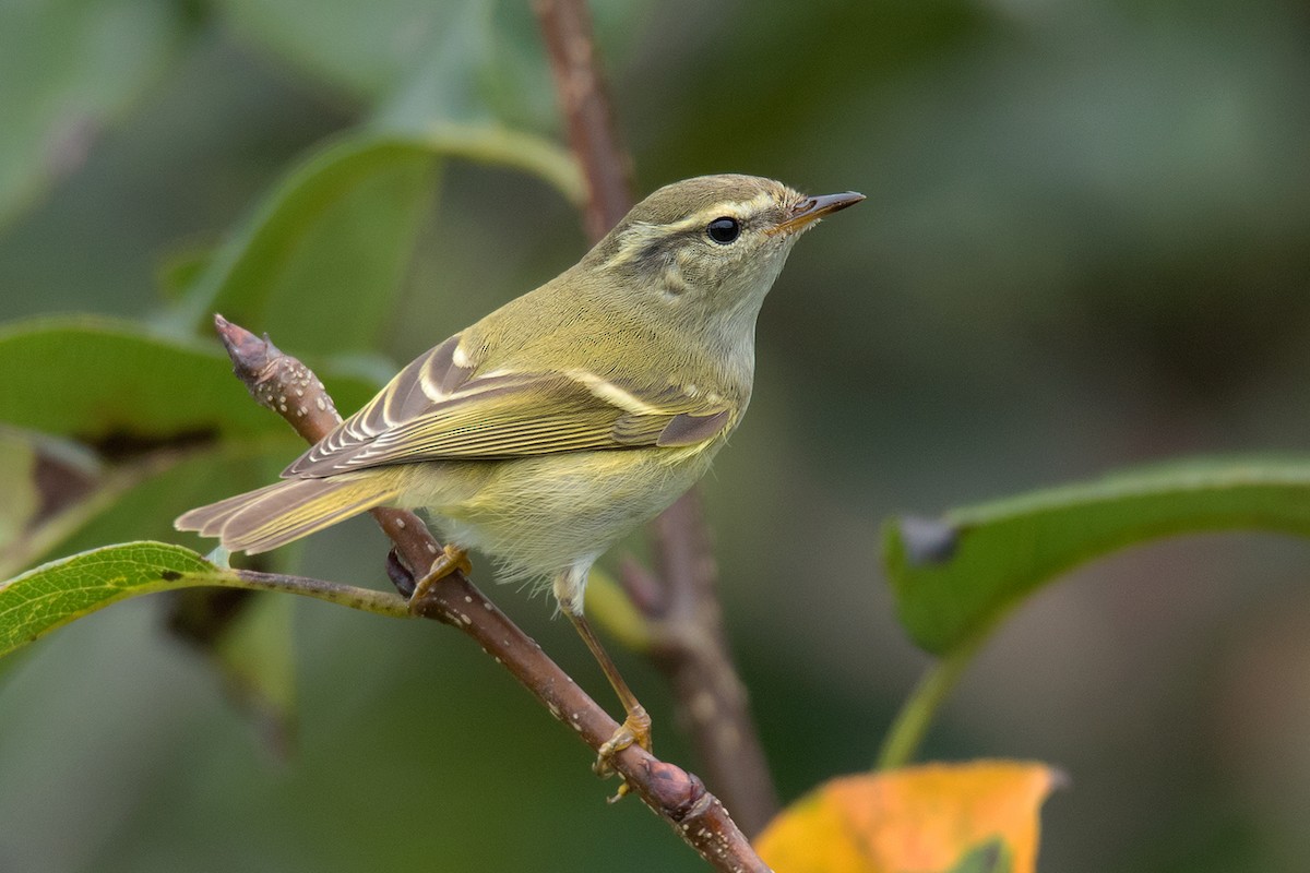 Hume's Warbler - Ayuwat Jearwattanakanok