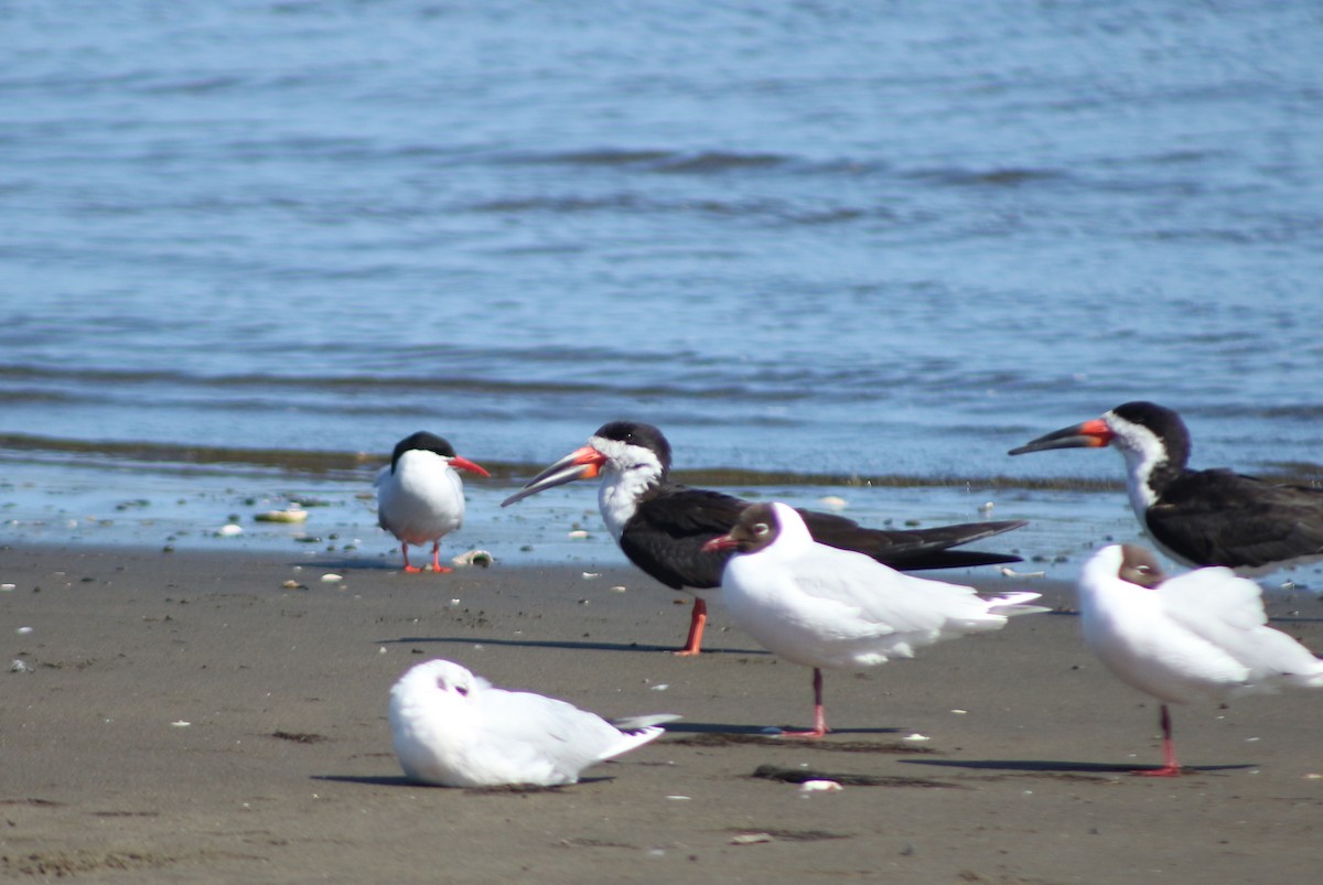 Black Skimmer - David Núñez