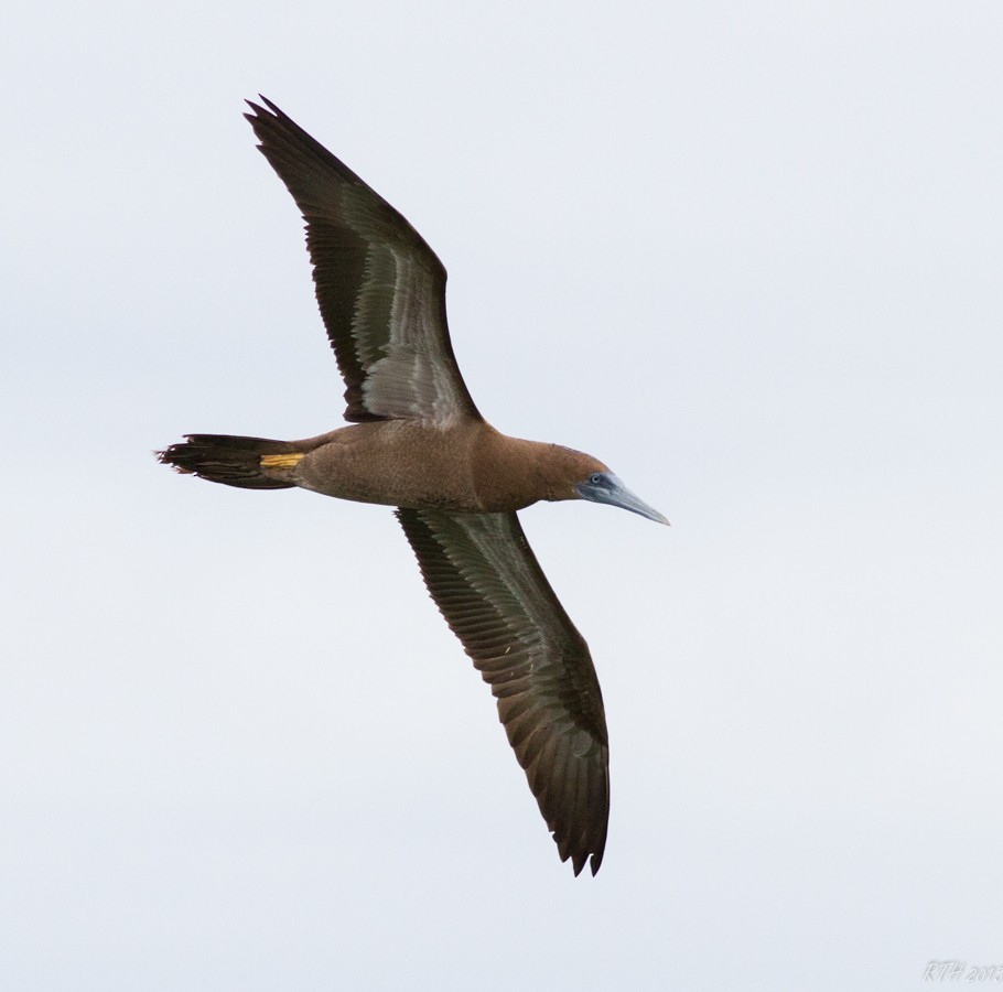 Brown Booby - Randy Harrod