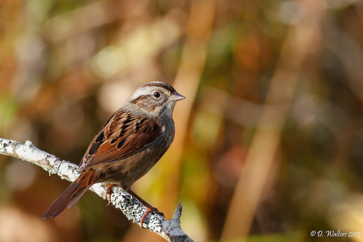 Swamp Sparrow - ML130103601