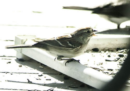 American Tree Sparrow - ML130104831