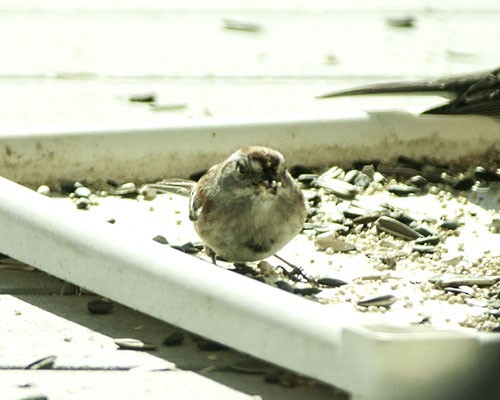 American Tree Sparrow - ML130104881